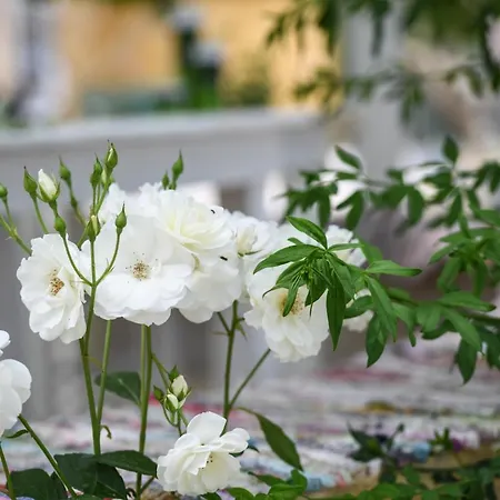 Therianos Traditional Farm stay Kallithea (Zakynthos)
